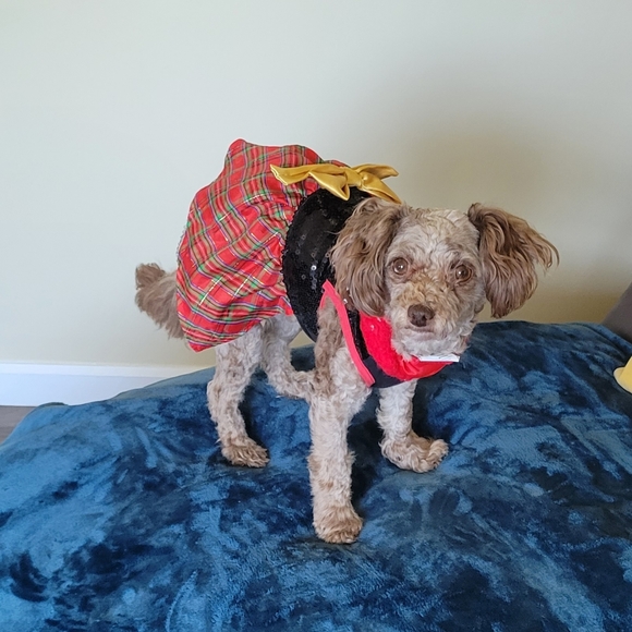 Dog Dress - Picture 3 of 3